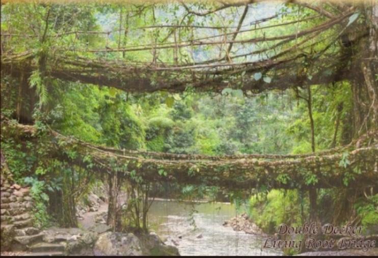Living Roots Lodge Cherrapunji Exteriör bild
